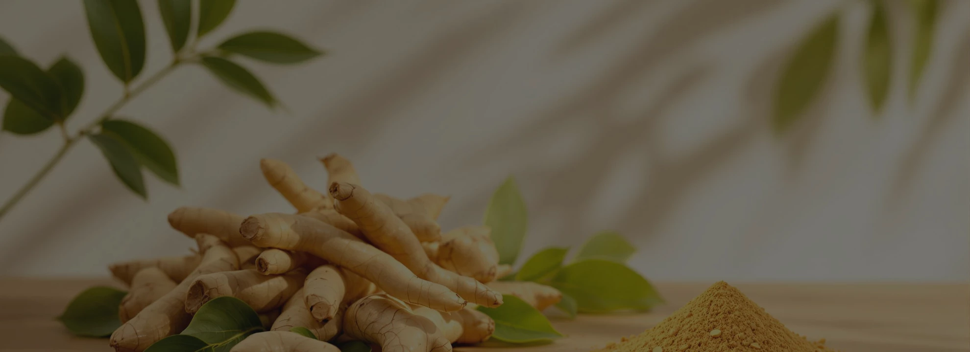 Ashwagandha : bienfaits, propriétés et usages