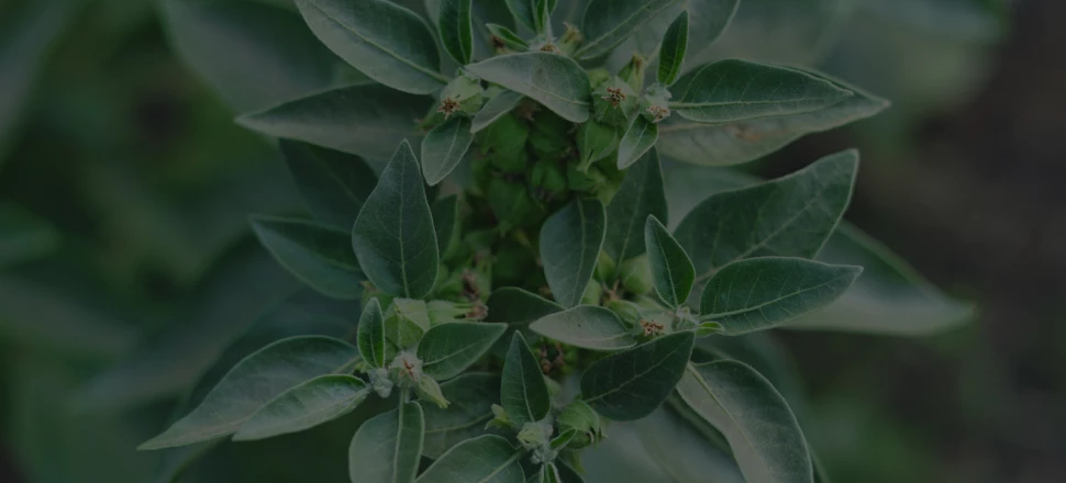 L'ashwagandha pour un sommeil réparateur : les bienfaits