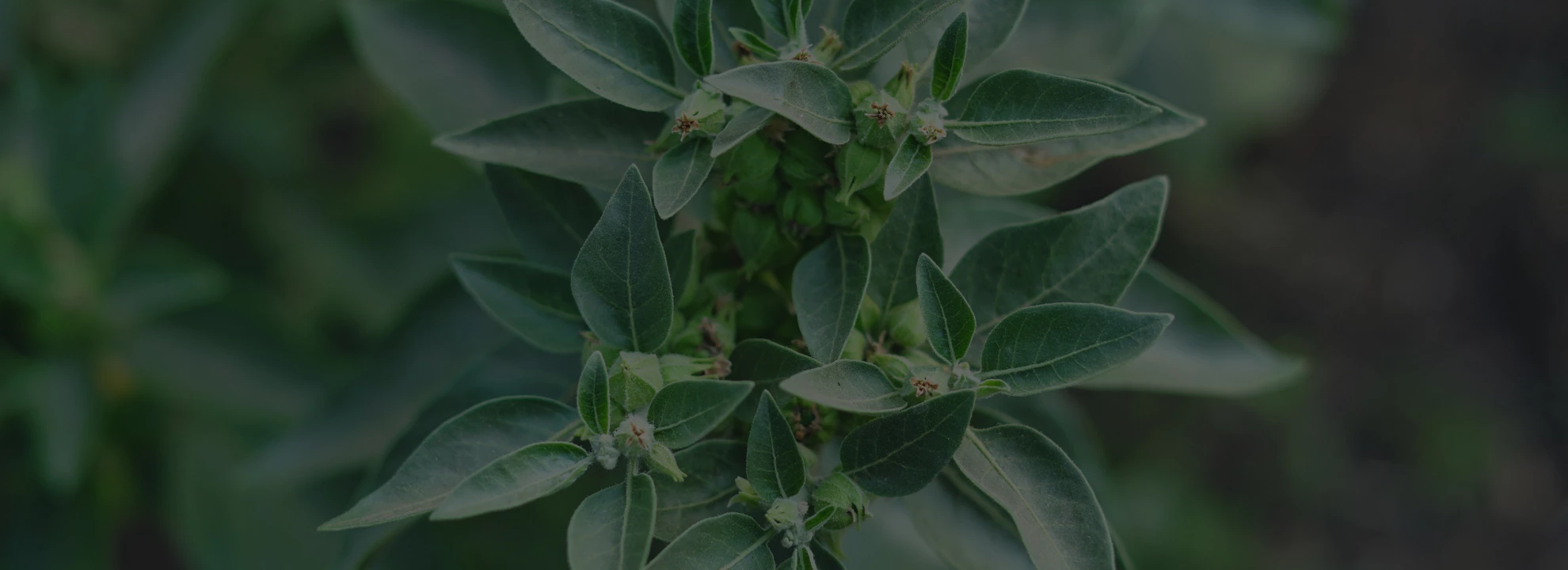 L'ashwagandha pour un sommeil réparateur : les bienfaits