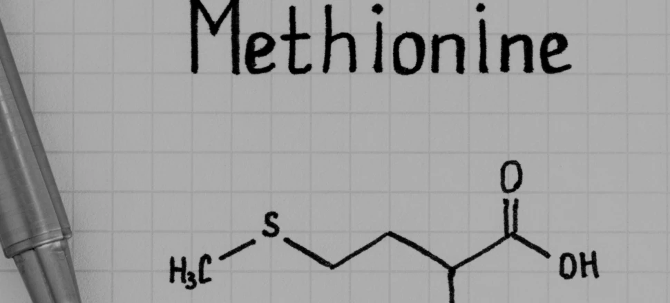 Méthionine : Quels sont les bienfaits de cet acide aminé